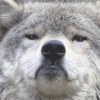 User_15747