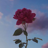 User_8504