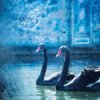 封面 Ataraxia - Llyr Ataraxia - Llyr