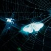 封面 MOTHICA - Toxins (Remix) MOTHICA - Toxins (Remix)