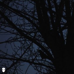 封面 Pharmacist - Dreamin