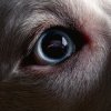 封面 Roger Waters - Shine On You Crazy Diamond Roger Waters - Shine On You Crazy Diamond