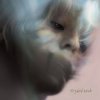 封面 Kedr Livanskiy - Anna Kedr Livanskiy - Anna