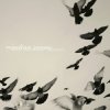 封面 Venetian Snares - Swindon Venetian Snares - Swindon