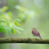 封面 unknown - пение птиц, релакс unknown - пение птиц, релакс