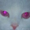 封面 Salem - Rainsnow Salem - Rainsnow
