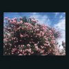 封面 Ceres - Happy In Your Head Ceres - Happy In Your Head