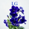 封面 Lali Gordzamashvili - ლურჯი იები-Blue Violets Lali Gordzamashvili - ლურჯი იები-Blue Violets