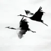 封面 kavabanga Depo kolibri - Журавлі kavabanga Depo kolibri - Журавлі