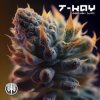 封面 T-Kay - Ganjah VIP (Original Mix) T-Kay - Ganjah VIP (Original Mix)