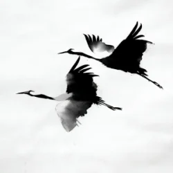 封面 kavabanga Depo kolibri - Журавлі
