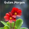 封面 unknown - Guten Morgen guten tag unknown - Guten Morgen guten tag