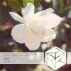 封面 DJ Classbuse & SINKin - Zhizi (Orchestral Mix) DJ Classbuse & SINKin - Zhizi (Orchestral Mix)