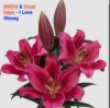 封面 DNDM & Umar Keyn - I Love Strong DNDM & Umar Keyn - I Love Strong