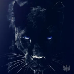 封面 Adam Jamar - Black Panther