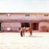 封面 Moon Tang - Molly Moon Tang - Molly