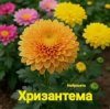 封面 Нейросеть - Хризантема Нейросеть - Хризантема