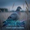 封面 ViTaLiKuS - Стонет сизый голубочек ViTaLiKuS - Стонет сизый голубочек