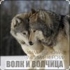 封面 Мила Руденская & Владимир Курский - Волк и волчица Мила Руденская & Владимир Курский - Волк и волчица