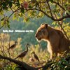 封面 Dolby D&G - Wildness and life Dolby D&G - Wildness and life
