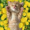 封面 Bronis AI - Уснул мой котёнок Bronis AI - Уснул мой котёнок
