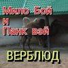 封面 Мило Бой - " верблюд " Мило Бой - " верблюд "