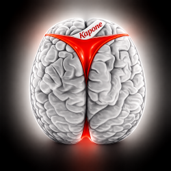 封面 Brains 5 [2019]