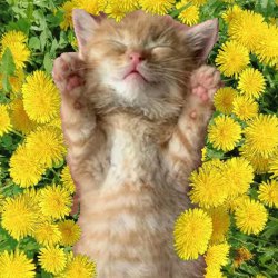 封面 Уснул мой котёнок