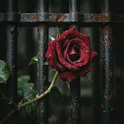封面 RJ Emerald Fire (Изумрудный огонь) - Prison of Love
