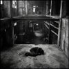 封面 SerDi - Concrete Lungs SerDi - Concrete Lungs