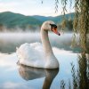 Обкладинка Апро - Белый Лебедь Апро - Белый Лебедь