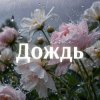 Обкладинка Kovale - Дождь Kovale - Дождь