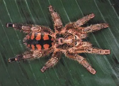 Avicularia Minatrix 蜘蛛